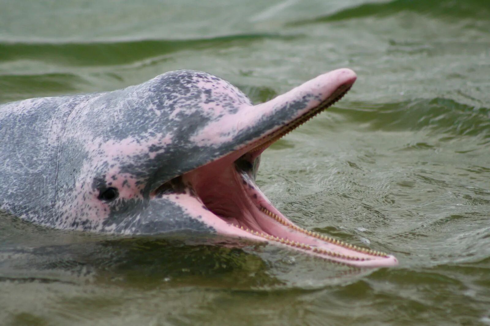 Dolphin Pink Thailand